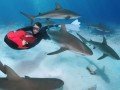 Нассау. Снорклинг с акулами: фото 10