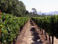 Виноградники Центральной долины (Concha Y Toro): фото 1