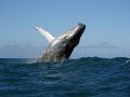 Наблюдение за китами / дельфинами: фото 2