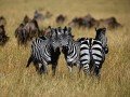 Магия национальных парков Кении и Танзании: фото 8