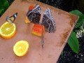 Ферма бабочек: фото 2