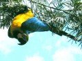 Парк птиц в Бразилии: фото 3