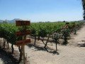 Виноградники Центральной долины (Concha Y Toro): фото 3