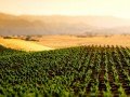Виноградники Центральной долины (Santa Rita): фото 3