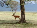 Магия национальных парков Кении и Танзании: фото 23