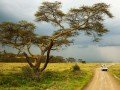Магия национальных парков Кении и Танзании: фото 24