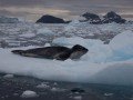 Антарктида за 1 день из Чили: фото 4