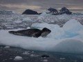 Антарктида за день: фото 7