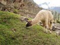 Самое-самое в Чили и Перу с посещением о Пасхи: фото 23