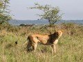 Магия национальных парков Кении и Танзании: фото 35