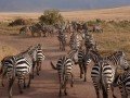 Магия национальных парков Кении и Танзании: фото 54