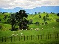 Знакомство с Новой Зеландией: фото 25
