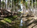 Пальмовый сад «Palmentuin»: фото 2