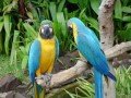 Парк птиц в Бразилии: фото 5