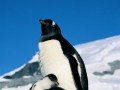 Чилийская Антарктика: фото 5