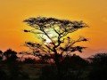 Магия национальных парков Кении и Танзании: фото 71