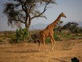 Магия национальных парков Кении и Танзании: фото 58