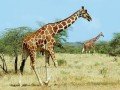 Магия национальных парков Кении и Танзании: фото 59