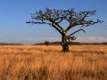 Магия национальных парков Кении и Танзании: фото 84