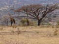Магия национальных парков Кении и Танзании: фото 76