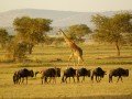 Магия национальных парков Кении и Танзании: фото 77