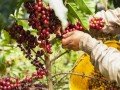 Кофейные плантации и производство кофе: фото 3
