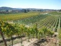 Виноградники Центральной долины (Santa Rita): фото 5