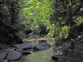 Тропический лес Тобаго: фото 3