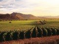 Виноградники Центральной Долины: фото 1